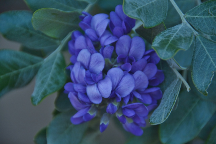 closeup of Texas mountain laurel
